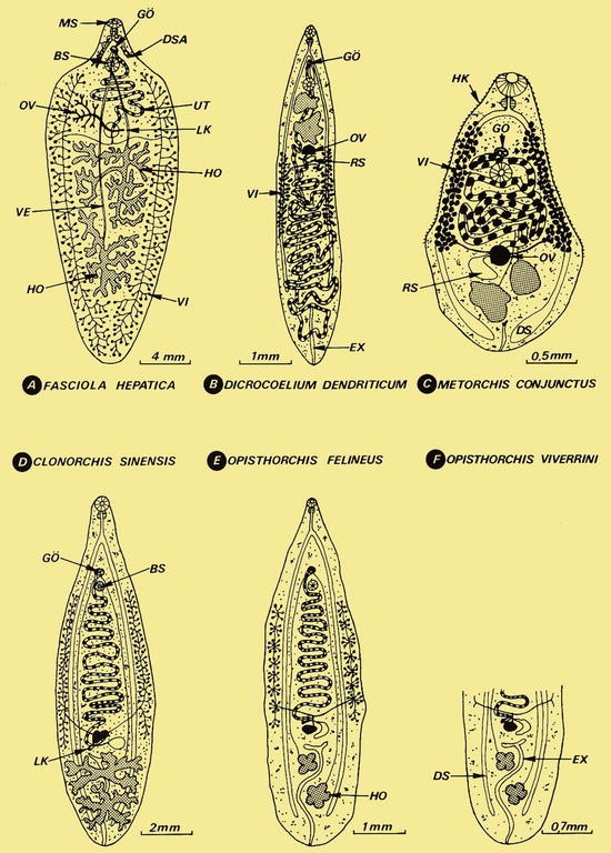 fascioliasis mi ez