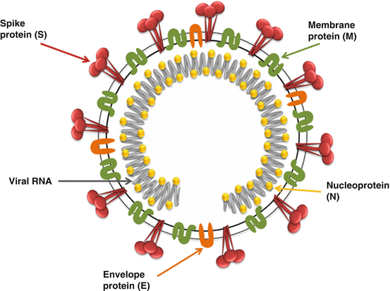 Coronaviridae: Infectious Bronchitis Virus | SpringerLink