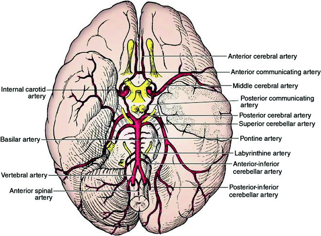 Optic Nerve Visual Pathways Oculomotor System And