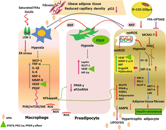 Adipose Tissue Hypoxia in Obesity and Its Impact on Preadipocytes and ...