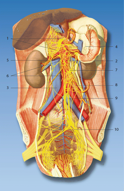 Az alsó hátfájás lehetséges okai nők és férfiak körében - Radiculitis 