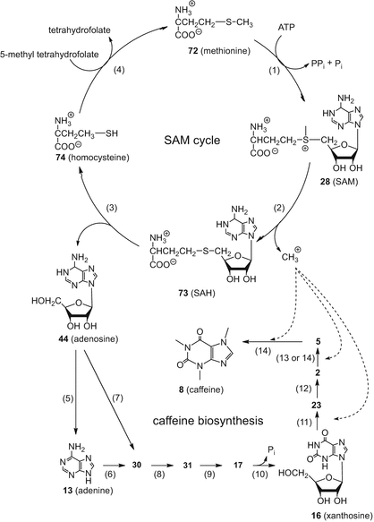Xanthine Alkaloids Occurrence Biosynthesis And Function - 