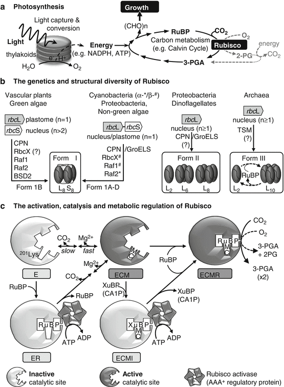 Improving CO2 Fixation by Enhancing Rubisco Performance | SpringerLink