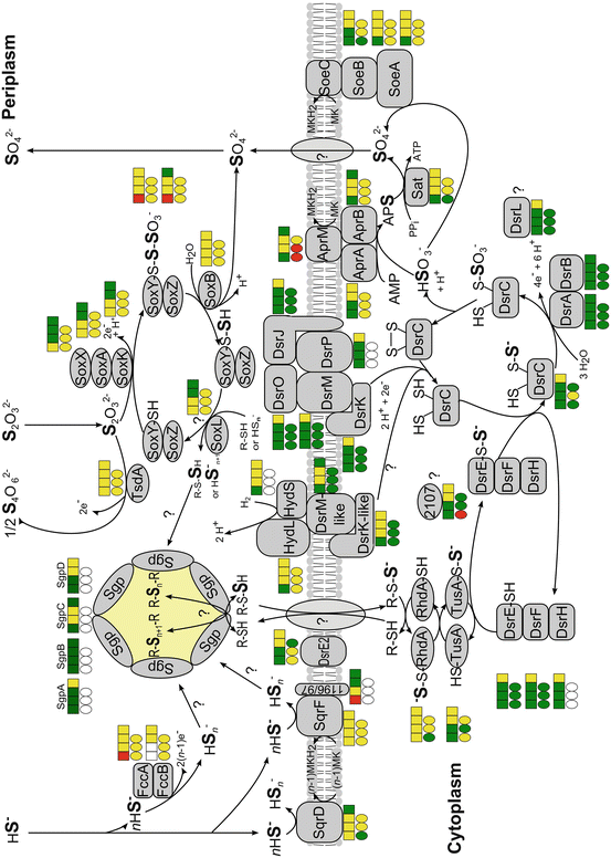 Sulfur Metabolism In Phototrophic Bacteria | SpringerLink