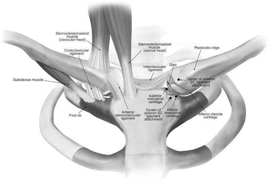 Anatomy of the Clavicle and Its Articulations | SpringerLink