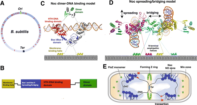 Nucleoid Occlusion And Bacterial Cell Division Nature Reviews Microbiology