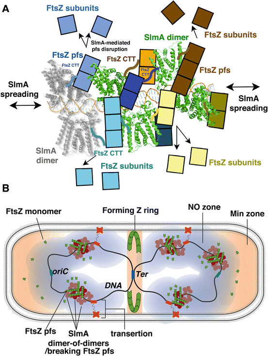 Bacterial Nucleoid Occlusion Multiple Mechanisms For Preventing Chromosome Bisection During Cell Division Springerlink