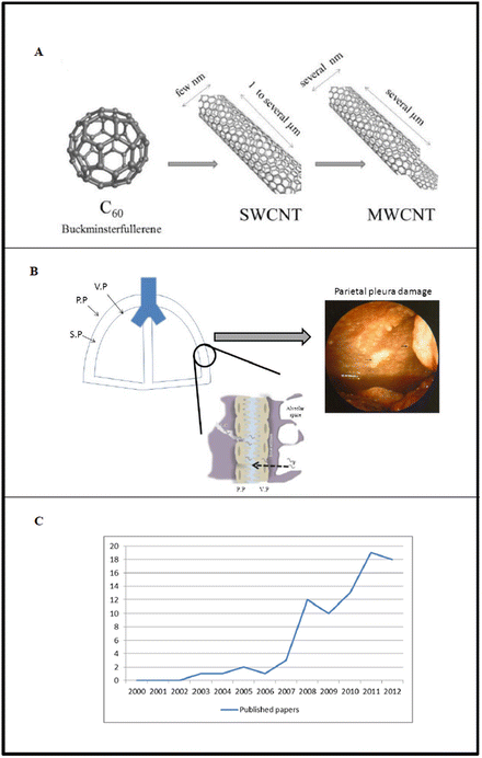 Malignant Pleural Mesothelioma History Controversy And Future Of A Man Made Epidemic Springerlink