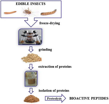 Edible Insects As Source Of Proteins Springerlink