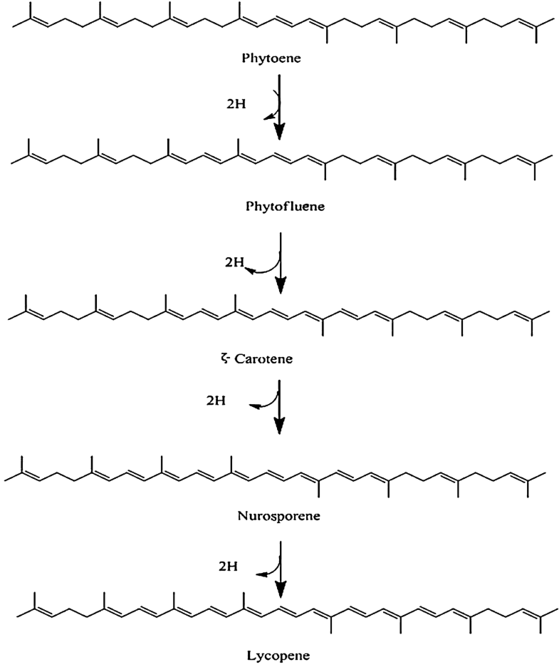 Lycopene Metabolism and Functional Aspects SpringerLink