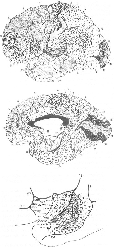 Naming And Numbering The Convolutions Springerlink