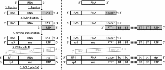 Improving the Reliability of RNA-seq: Approaching Single-Cell