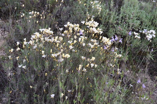 Nadezda S Northern Garden Potentilla Or Kuril Tea