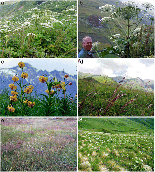 Plant Diversity Of The Central Great Caucasus Springerlink