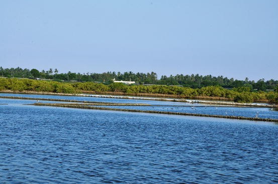 Assessment of Anthropogenic Threats to the Biological Resources of Kaliveli  Lake, India: A Coastal Wetland | SpringerLink