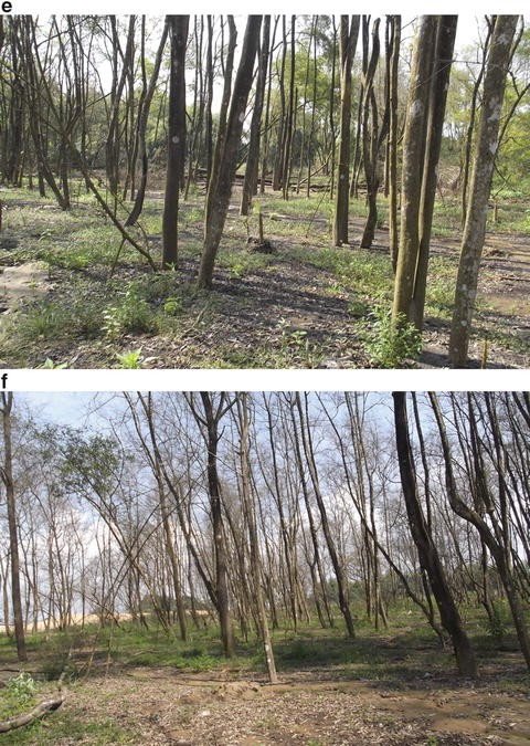 Impact Of Urbanization On The Evolution Mangrove Ecosystems In Mangrove Ecosystems