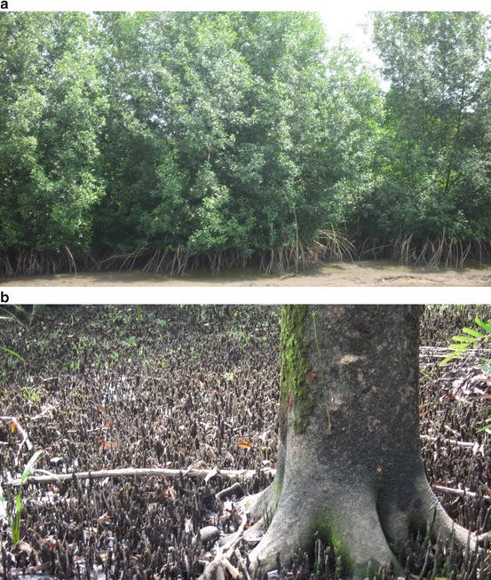 Impact Of Urbanization On The Evolution Mangrove Ecosystems In Mangrove Ecosystems