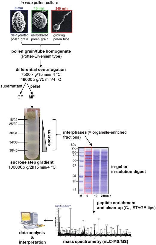 The Pollen Membrane Proteome Springerlink