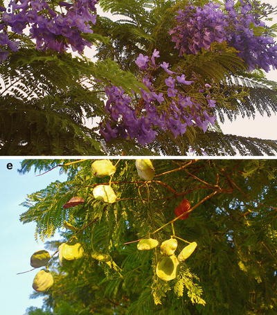 Trees With Anticancer Activities Springerlink