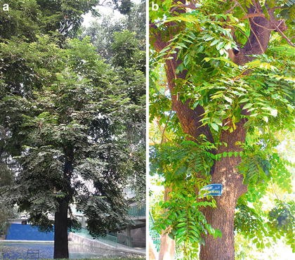 Trees With Antimicrobial Activities Springerlink Trees With Antimicrobial Activities Springerlink