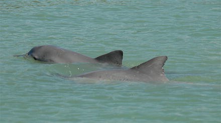 Anthropogenic Noise And Guiana Dolphins Sotalia Guianensis In Brazil Ecological And Conservation Concerns Springerlink