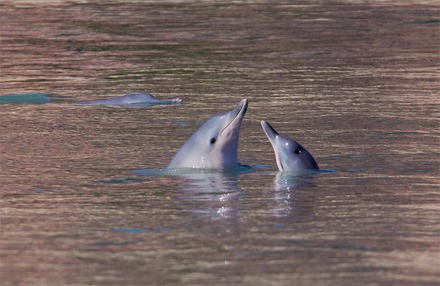 Anthropogenic Noise And Guiana Dolphins Sotalia Guianensis In Brazil Ecological And Conservation Concerns Springerlink