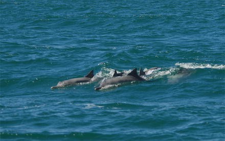 Anthropogenic Noise And Guiana Dolphins Sotalia Guianensis In Brazil Ecological And Conservation Concerns Springerlink