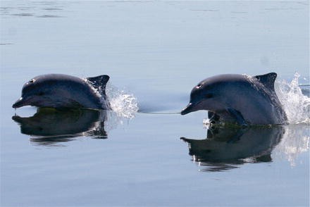 Behavior And Ecology Of Endangered Species Living Together Long Term Monitoring Of Resident Sympatric Dolphin Populations Springerlink