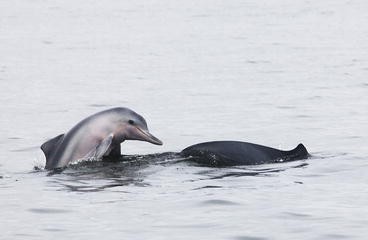 Long Term Monitoring Of Dolphins In A Large Estuarine System Of Southeastern Brazil Springerlink