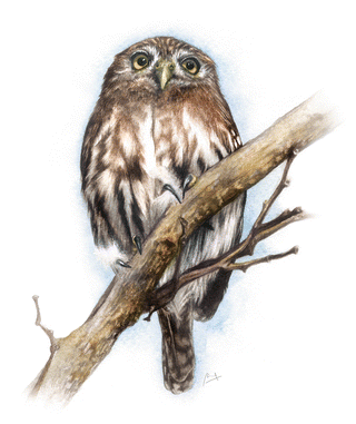 The Owls Of Brazil Springerlink
