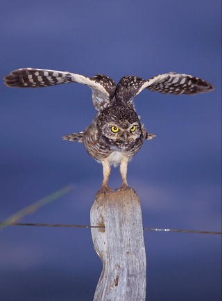 The Owls Of Brazil Springerlink