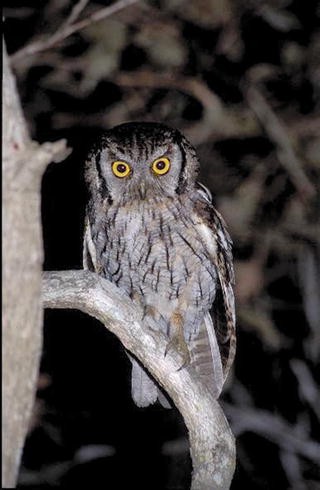 The Owls Of Brazil Springerlink