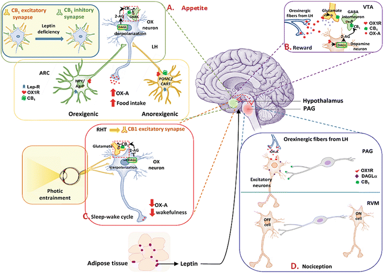 The Endocannabinoid System in Leptin-Driven Changes of Orexinergic ...