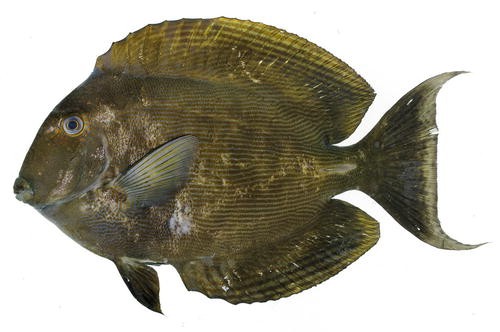 Harmful Fish Group Springerlink