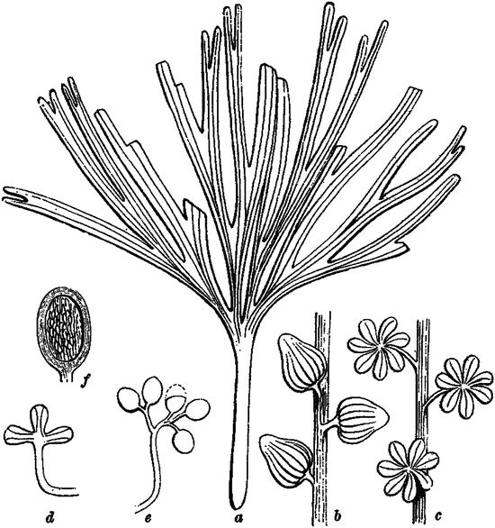 Flower Related Fossils From The Jurassic Springerlink