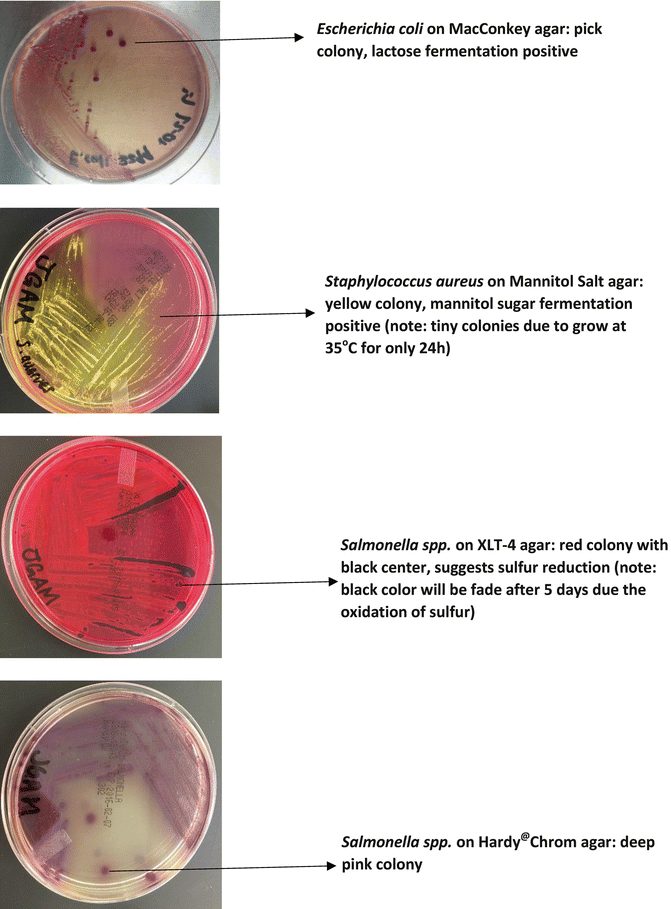 Isolation Of Foodborne Pathogens On Selective Differential And Enriched Medium By Streak Plating Springerlink