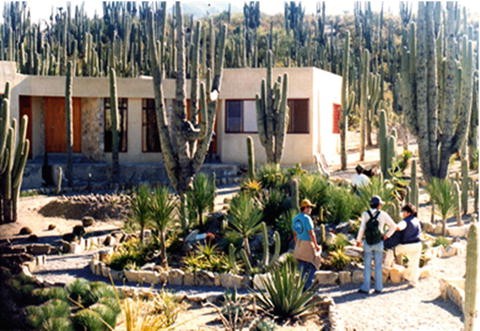 Plant Environment Relationships In Mexican Arid And Semiarid