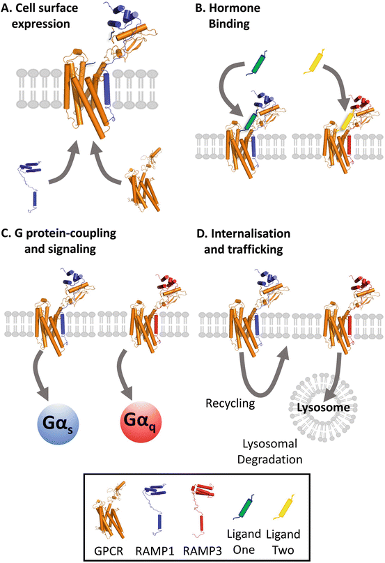 Class B GPCR: Receptors And RAMPs | SpringerLink