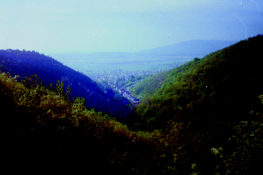 The Historical Vegetation Of South West Slovaka Springerlink