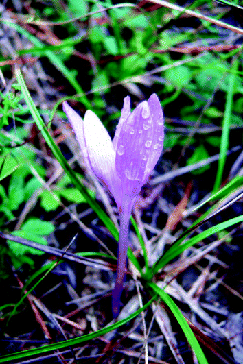 The Historical Vegetation Of South West Slovaka Springerlink