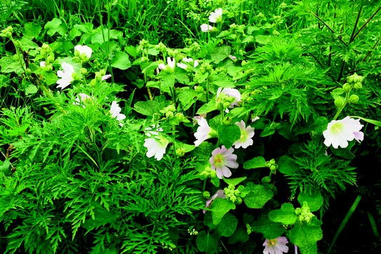 Images Case Studies Springerlink actualisé par