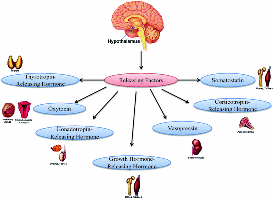 Hormones of Hypothalamus in Aging | SpringerLink