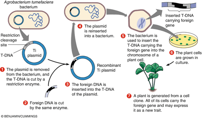 Genetically Modified Crops | SpringerLink