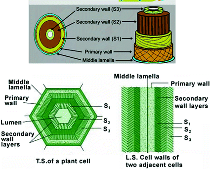 Pharmacognostical Botany Classification Of Medicinal And Aromatic