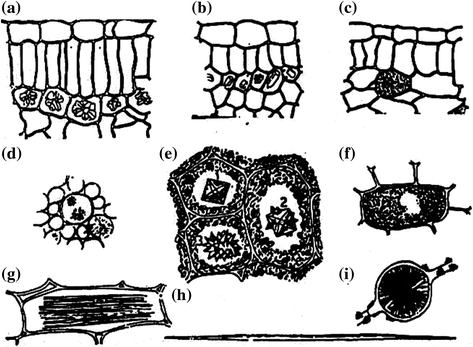 Pharmacognostical Botany Classification Of Medicinal And