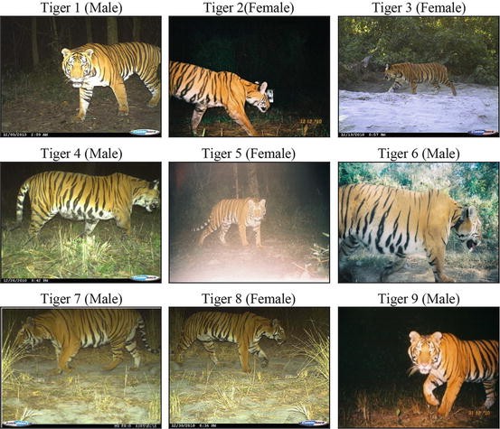 Coupling Field Sampling With Earth Observation Increases Understanding Of Tiger Movement And Behaviour Springerlink