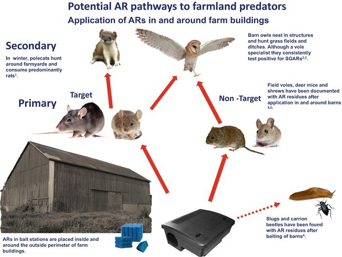 Ecological Factors Driving Uptake Of Anticoagulant Rodenticides In Predators Springerlink