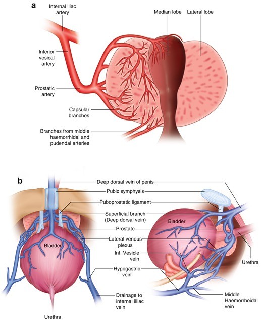 prostate gland anatomy pdf