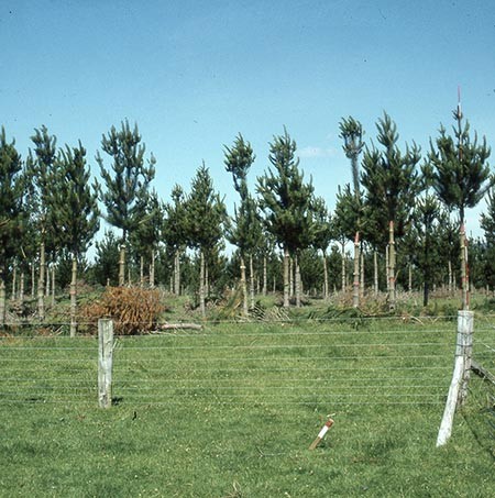 Towards More Precise Genetic Control 1984 1997 Springerlink