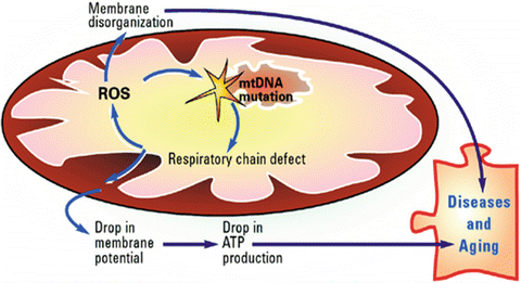 Theories Of Aging And Chronic Diseases Chronic Inflammation An